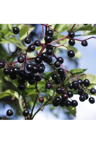 Бузина Варієгата грона чорних дрібних ягід